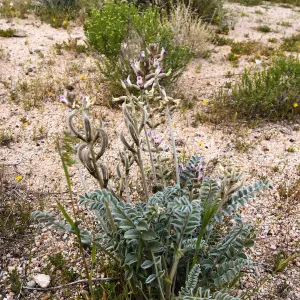 Astragalus, Jawbone Canyon, Kern County