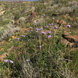 Abundant Dichelostemma capitatum in vicinity of Sheep Spring, south of Ridgecrest CA