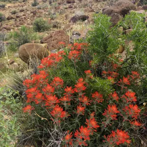 Castilleja in vicinity of Sheep Spring, south of Ridgecrest CA