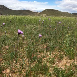 Abundant Dichelostemma capitatum in vicinity of Sheep Spring, south of Ridgecrest CA