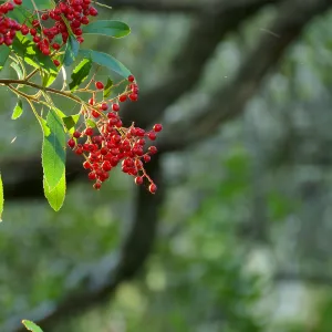Toyon Berries