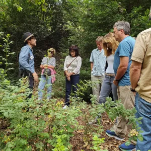Greet the Day Stroll in the Redwood Section