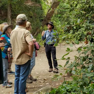 Greet the Day Stroll in the Redwood Section