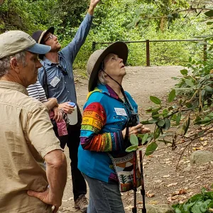 Greet the Day Stroll in the Redwood Section