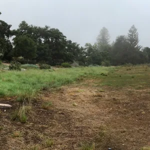 Meadow on a foggy morning