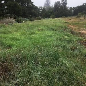 Meadow on a foggy morning