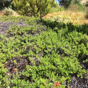 Leaning Pine Arboretum, Cal Poly San Luis Obispo, Arctostaphylos Green Supreme