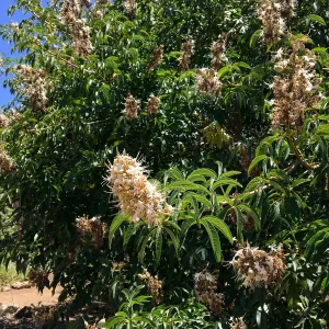 San Luis Obispo Botanic Garden, Aesculus californica