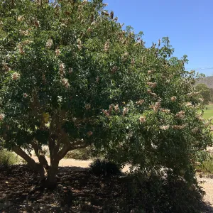 San Luis Obispo Botanic Garden, Aesculus californica