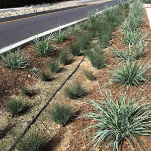 Roundabout at Las Positas and Cliff Drive, Leymus Canyon Prince