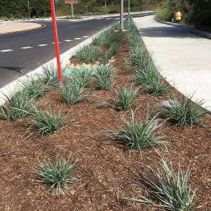 Roundabout at Las Positas and Cliff Drive, Leymus Canyon Prince