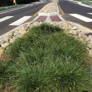 Roundabout at Las Positas and Cliff Drive. Carex