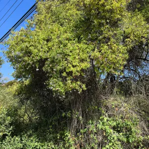 Sambucus racemosa in natural vegetation ajacent to round-about at Los Positas Rd