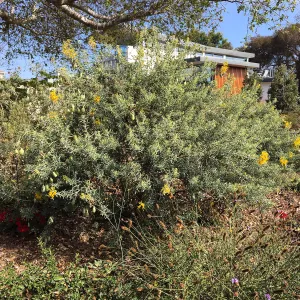 Native plant garden on Oliver Road, Santa Barbara CA. Cleome arborea
