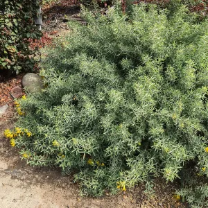 Native plant garden on Oliver Road, Santa Barbara CA. Cleome arborea