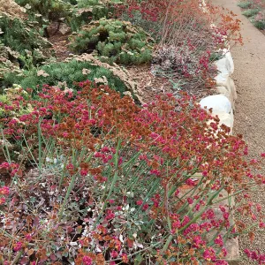 PCC Slope Eriogonum grande Rubescens