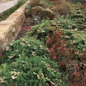PCC, Eriogonum arborescens