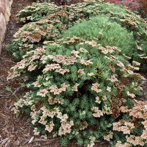 PCC, Eriogonum arborescens
