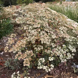 PCC, Eriogonum arborescens