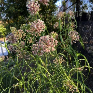 Asclepias fascicularis 