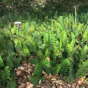 Polypodium californicum hybrid at pond