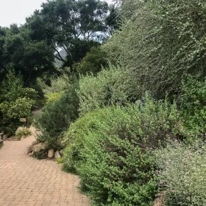 Campbell Trail
