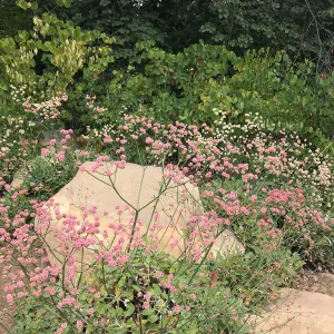 Eriogonum (wild buckwheat) in the Manzanita Section