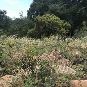 Eriogonum (wild buckwheat) in the Manzanita Section