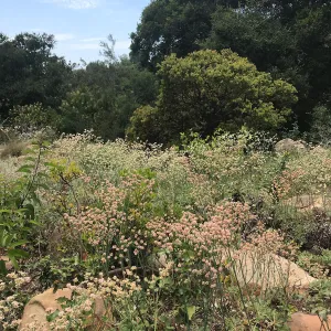 Eriogonum (wild buckwheat) in the Manzanita Section