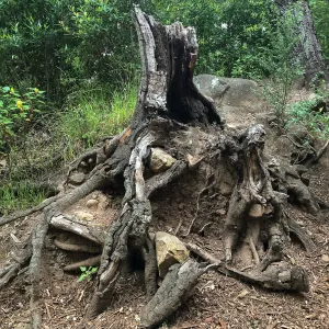 Fallen tree stump in Canyon