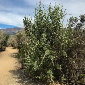 Carpinteria Bluffs and Marsh Field Trip
