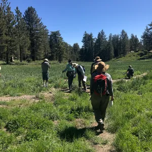 Mt. PiÃ±os field trip, Iris meadow