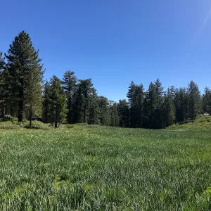 Mt. PiÃ±os field trip, Iris meadow