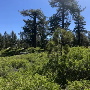 Mt. PiÃ±os field trip