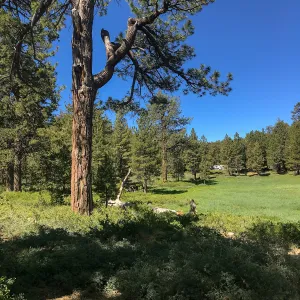 Mt. PiÃ±os field trip, Iris meadow