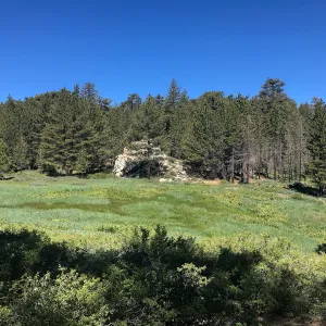 Mt. PiÃ±os field trip, Iris meadow