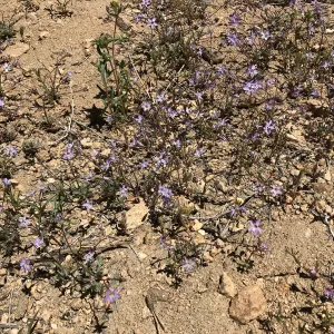 Mt. PiÃ±os field trip