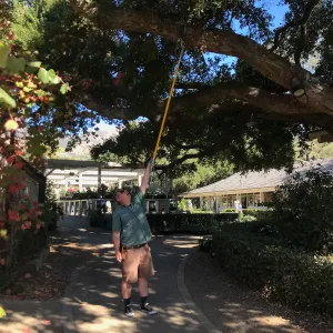 Pruning Natives Demystified with Bruce Reed