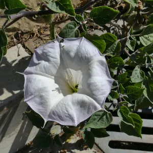 Datura blossom