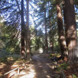 Forest Bathing Class
