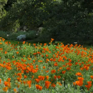 Poppies in the Groundcover Section