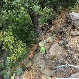 Slope on west side of Garden Growers lath house, looking north