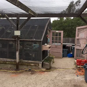 Repair of Garden Growers Lath House, looking west
