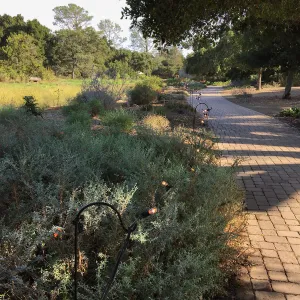 Lights strung for Garden to Table Dinner in the Redwoods