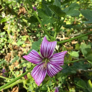 Malva (Mallow) hybrids in garden of Ed Mercurio
