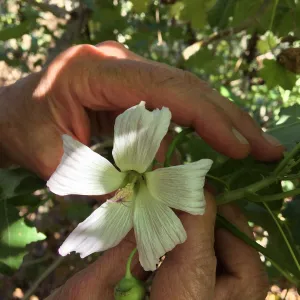 Malva (Mallow) hybrids in garden of Ed Mercurio