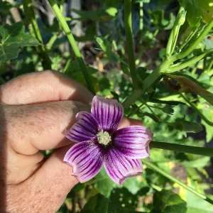 Malva (Mallow) hybrids in garden of Ed Mercurio