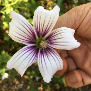 Malva hybrids in garden of Ed Mercurio