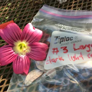 Malva (Mallow) hybrids collected by Betsy Collins in the garden of Ed Mercurio