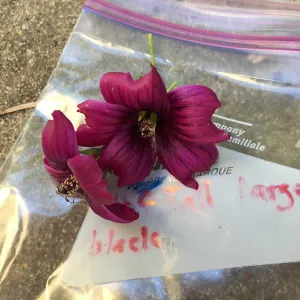 Malva (Mallow) hybrids collected by Betsy Collins in the garden of Ed Mercurio